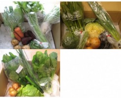 2014年10月に届いた野菜