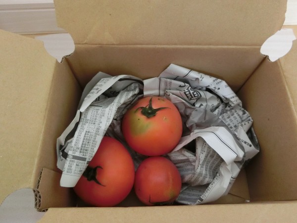 トマト小箱梱包